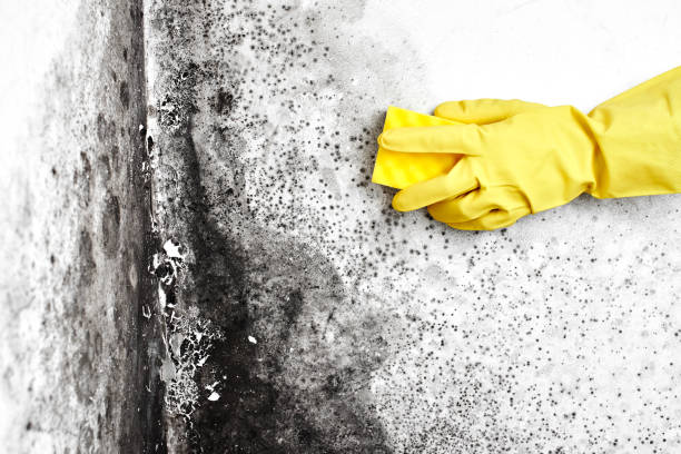 Best Mold Damage Repair  in Siena College, NY