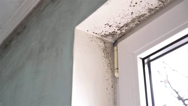Best Mold Cleaning Services  in Siena College, NY