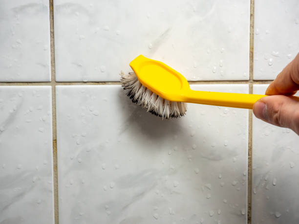 Best Local Mold Removal Service  in Siena College, NY