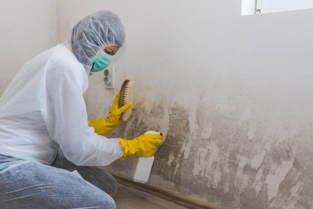 Best Attic Mold Removal  in Siena College, NY