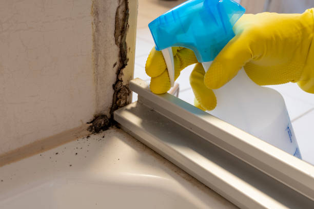 Mold Removal and Inspection in Siena College, NY