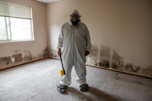 Attic Mold Removal in Siena College, NY