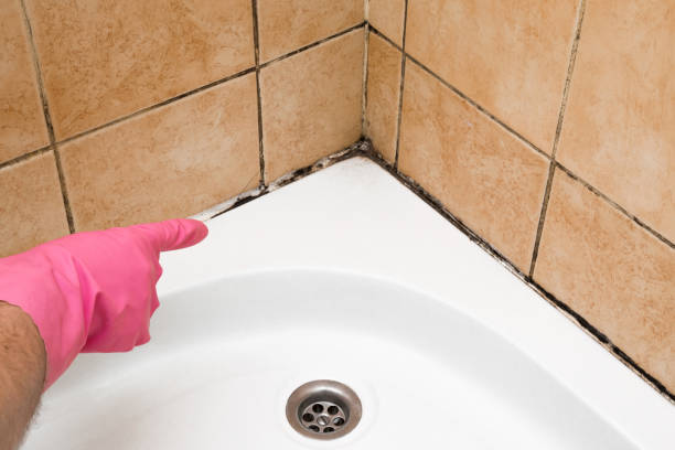 Best Emergency Mold Removal  in Siena College, NY